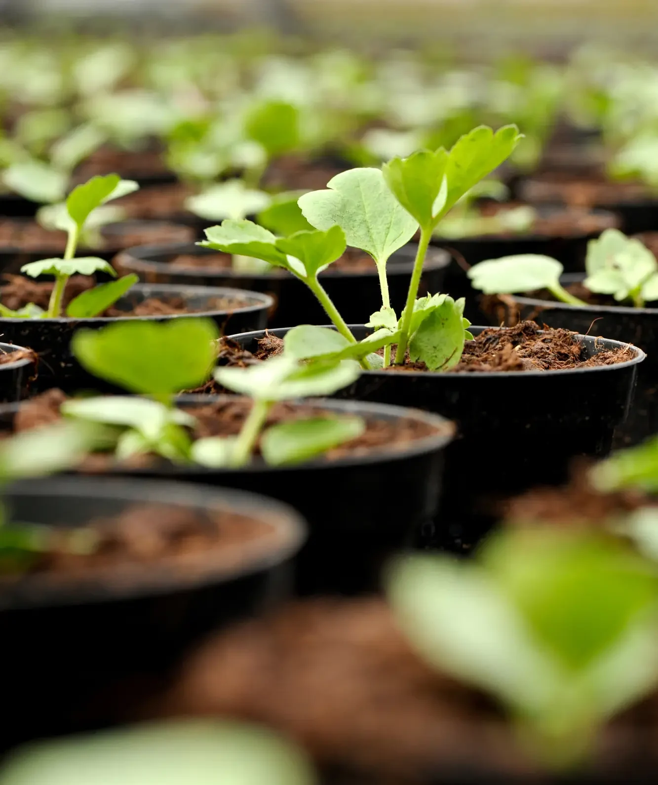 Viveiro de mudas em produção